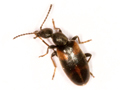 Anthicus antherinus